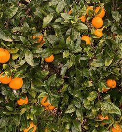 Naranjas organicas