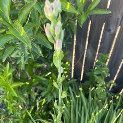 Growing Tuberose Bulbs Flower   Last 3 Pots