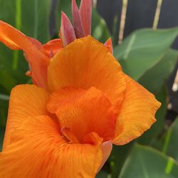 Orange Cana Lily