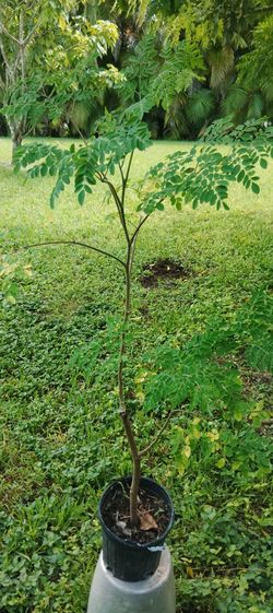 Moringa Tree In 1 Gallon