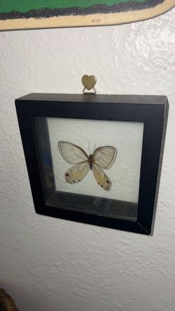 Butterfly decor