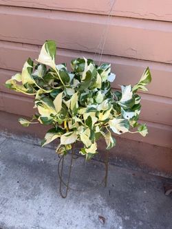 6” ivory knight pothos
