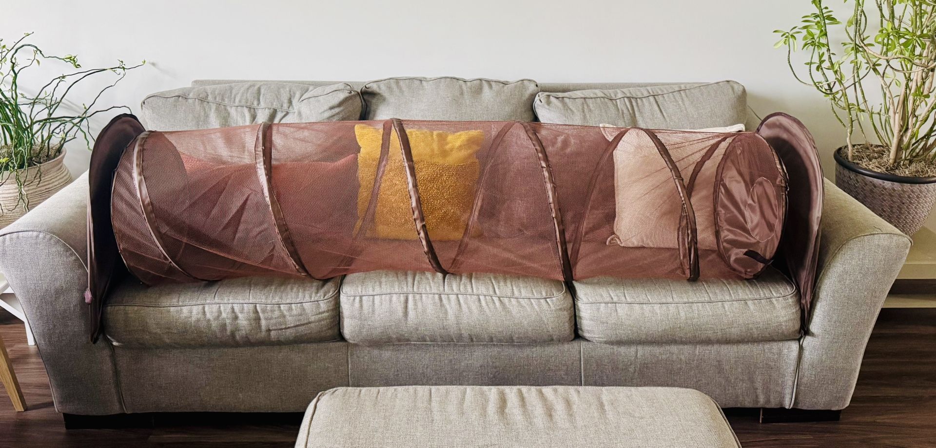 Couch Per Protectors