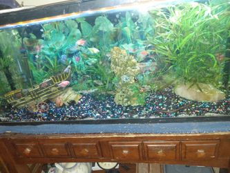 New GloFish tank