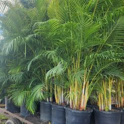 Beautiful Arecas Palms For Inmediate Privacy!!! 6 Feet Tall!!! Fertilized 