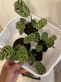 $5 Each | 🔥 CLEARA NCE SALE | Calathea makoyana | Peacock Plant