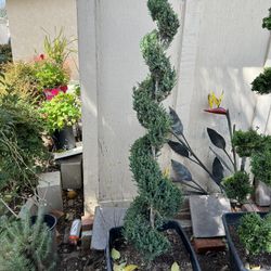 Plants Ornamental Junipers