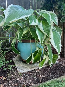 Turquoise pot with beautiful hosta