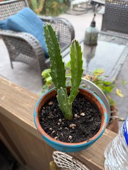 Stapelia gigantea,Starfish Flower Succulent,Live Plant