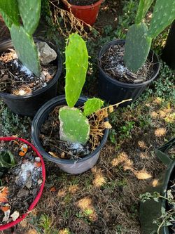 Nopal