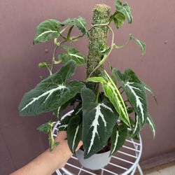 Syngonium Wendlandii In 6” Pot 