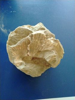 Fossilized rock