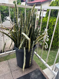 Large Snake Plant