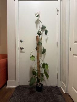 White Princess  Philodendron