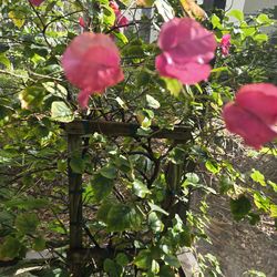 6ft bougainvillea in pot