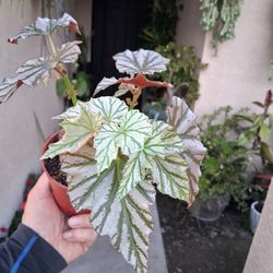 Begonia Highway Plant $23