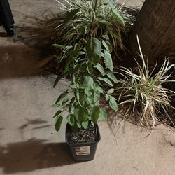 Tulsi Basil