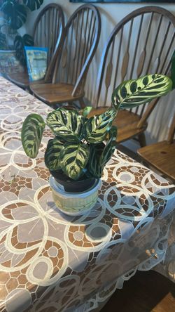 Prayer Plant