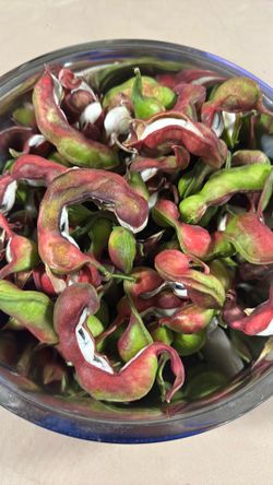 Guamuchiles/Pinzeles