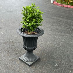 Decorated Outdoor Planter With Plant