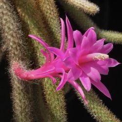 Hot Pink Rat Tail Catus  🪴🌵🌺🌺🐀