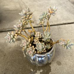 Succulent Pumpkin Pot