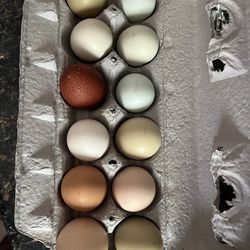 Fresh eggs