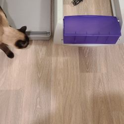 Self Cleaning Automated Litter Box