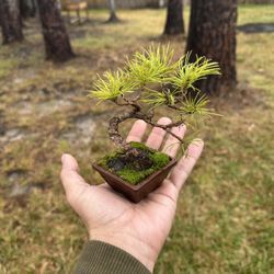 Japanese White Pine Mame Bonsai