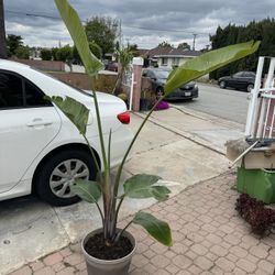 2 Bird Of Paradise In The Pot