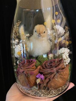 Baby Chick Taxidermy 