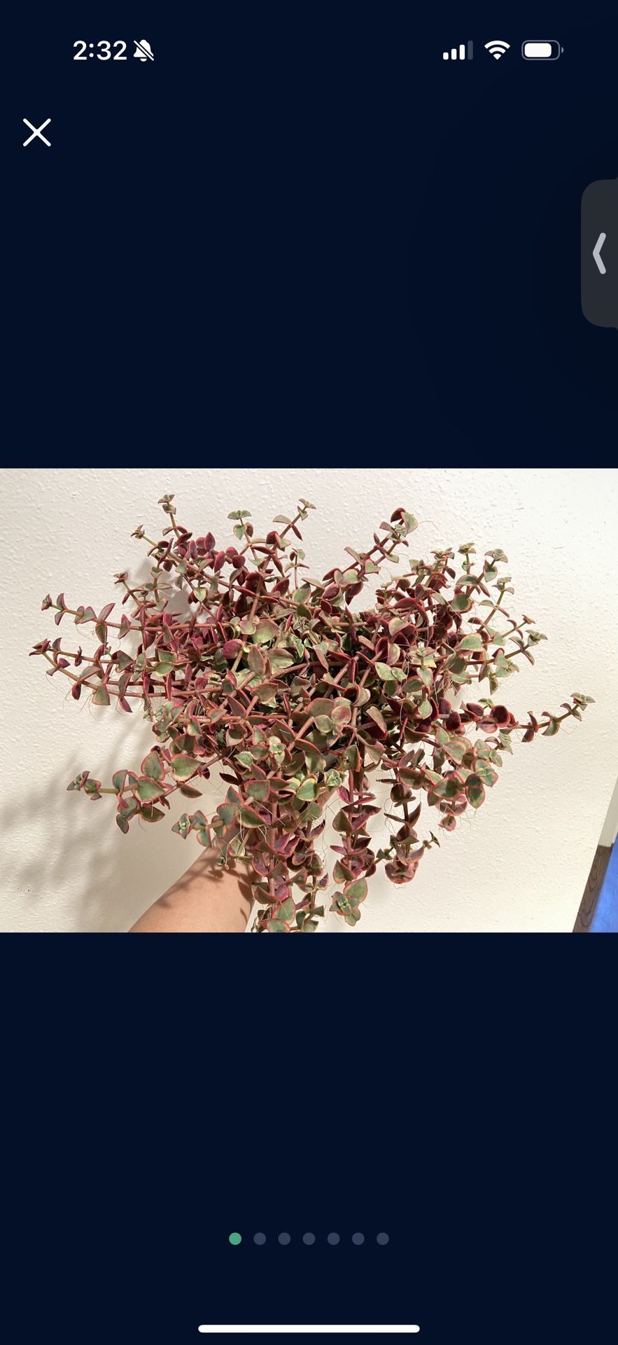 Houseplant Pink Variegated Succulent Jade Hanging Basket