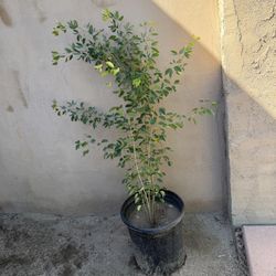 Arbol De Guamuchiles 