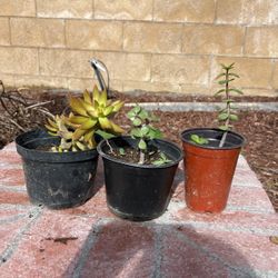 Plants For Sale