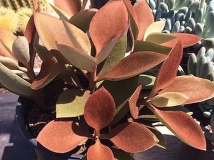 Super Gorgeous Kalanchoe Copper Spoons Plant