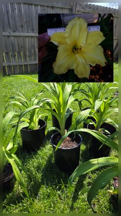 Daylily Big Blooms $6 Each Price Is Firm 