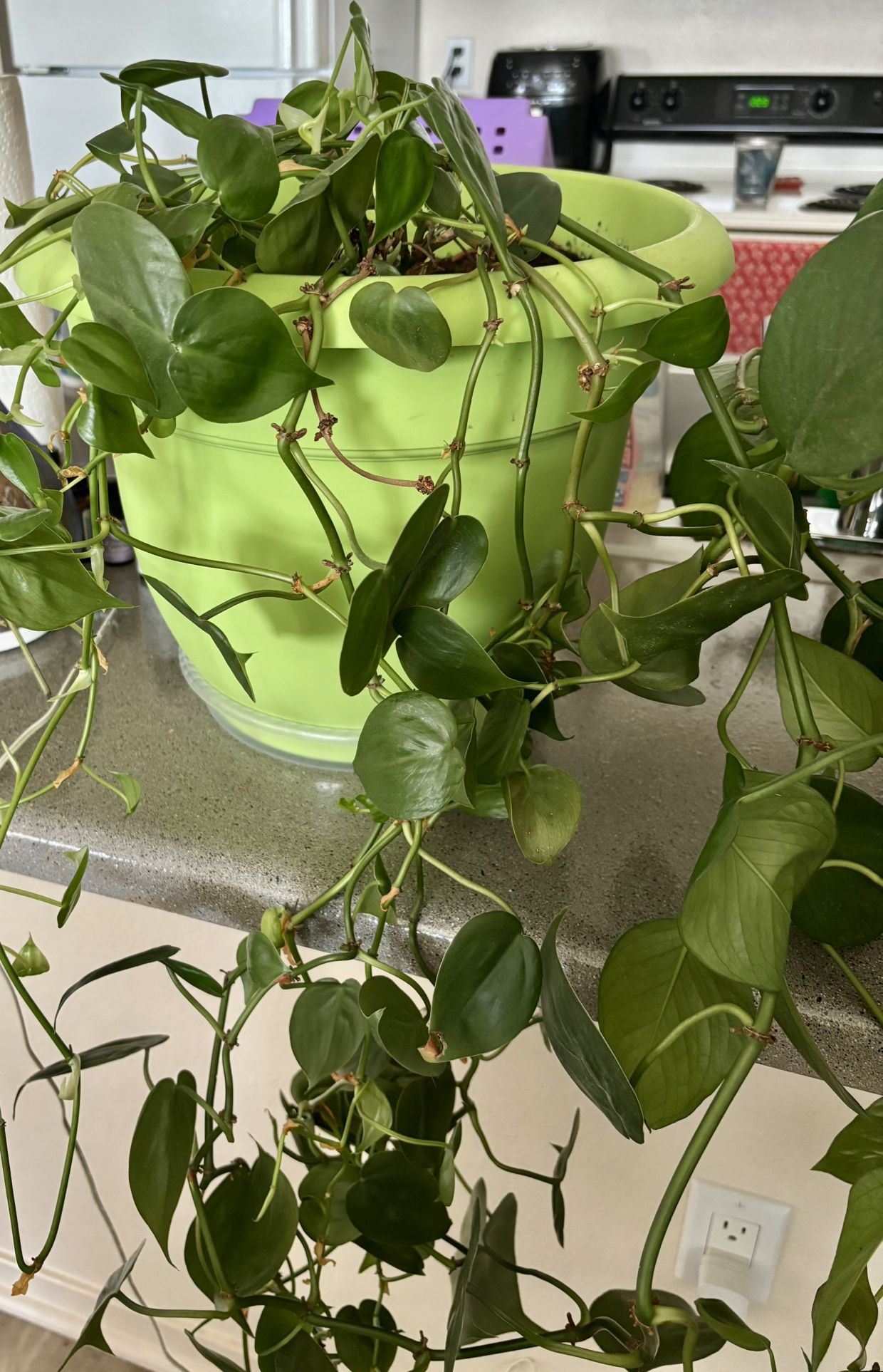 Plant and pot