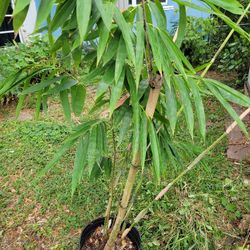 Blue Bamboo Clumping Bamboo 