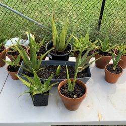 Aloe Vera Varieties 