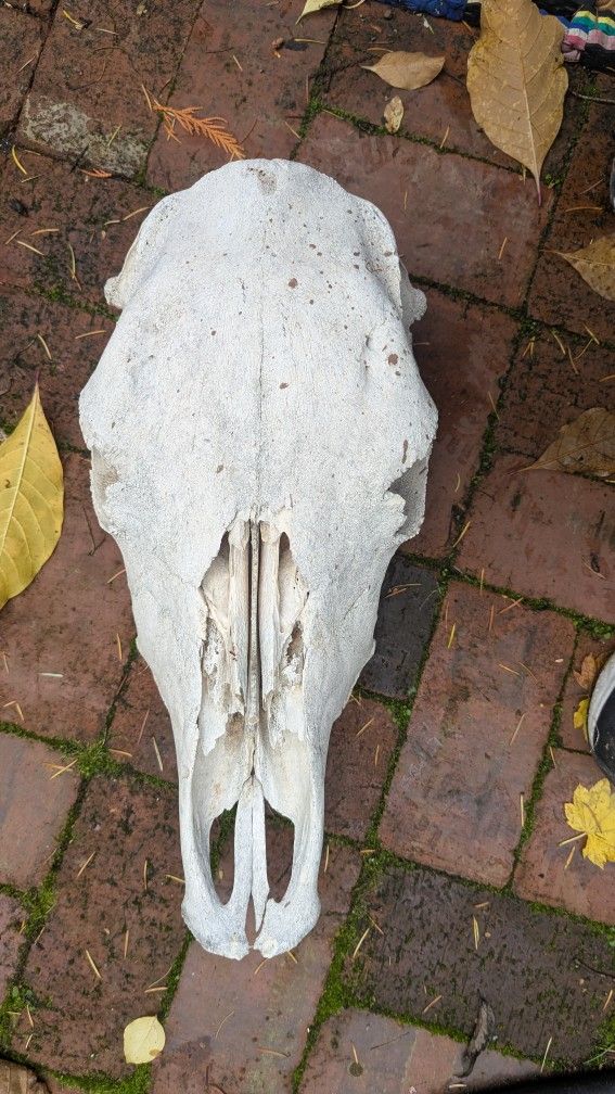 Old Animal Skull Cow Or Horse
