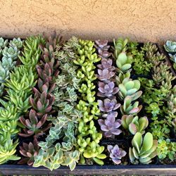 Succulent Party Favors In Covina