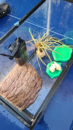 Exotara lizard or hermit crab tank