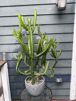 Large Sculptural Candelabra Euphorbia – 42” Tall × 27” Wide – $175