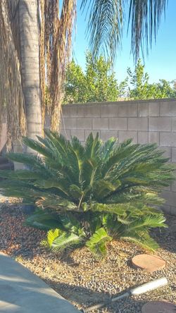 mature Sago Palms