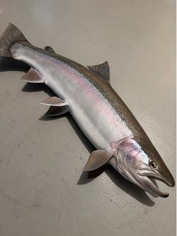 Rainbow Trout (Steelhead) Taxidermy Fish Mount
