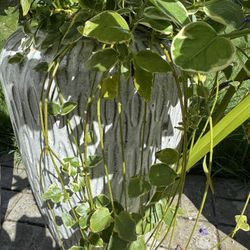 Outdoor Plants 