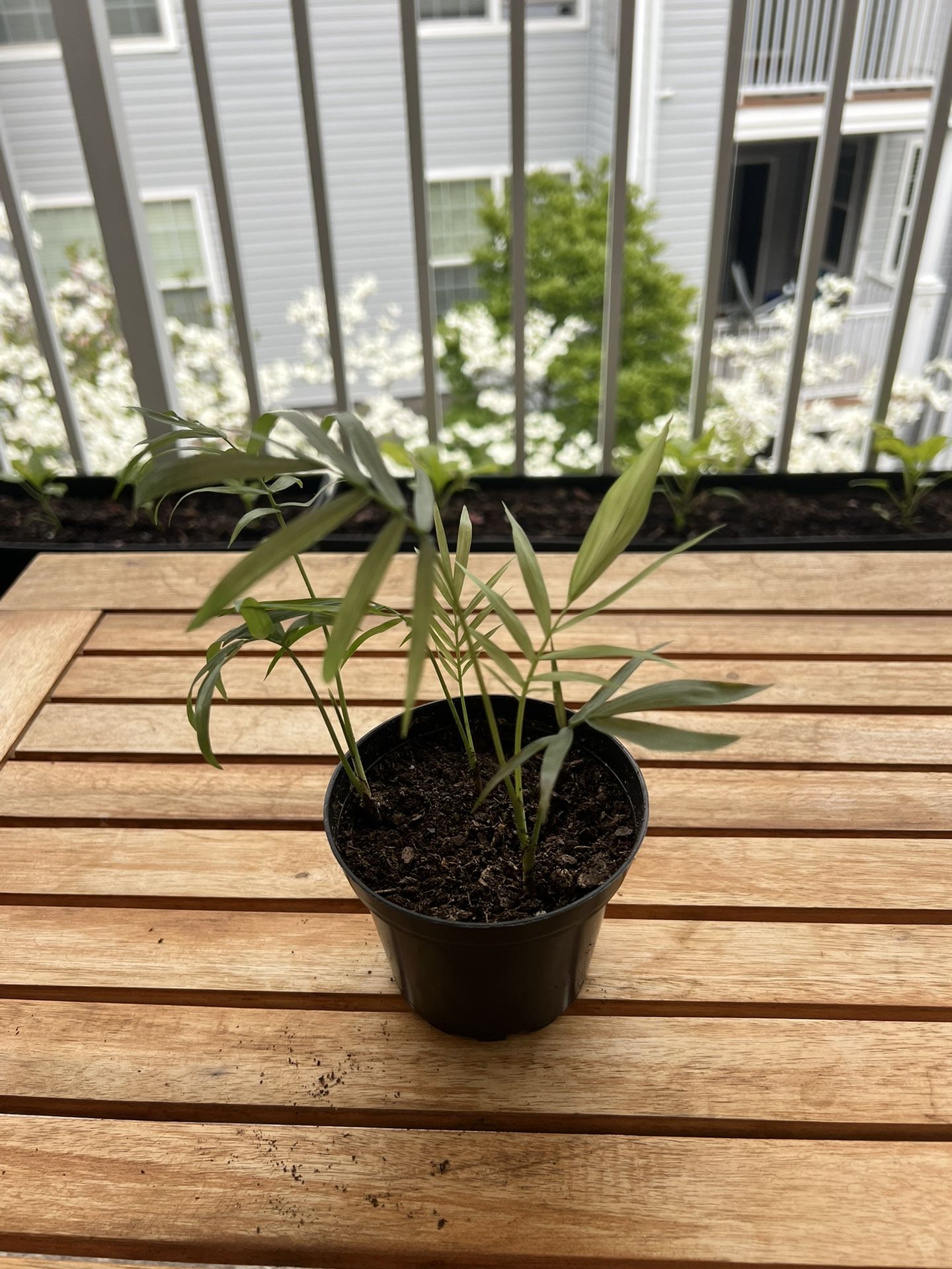 Indoor Plant 