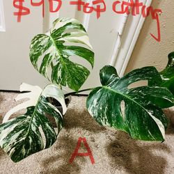 Monstera Albos- Different Prices