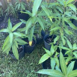 Mango Trees   And More 