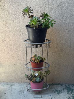 Plant Stand & Succulents